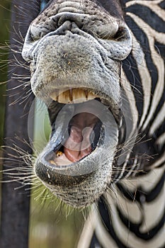 `Laughing` zebra