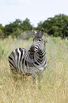 The Laughing Zebra