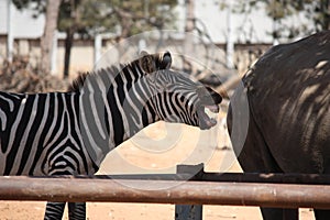 Laughing zebra