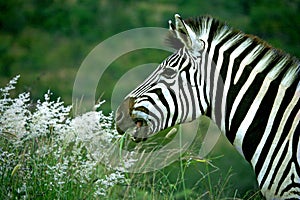 Laughing zebra