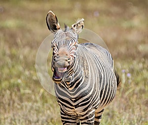 Laughing Zebra