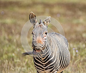 Laughing Zebra