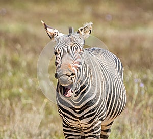 Laughing Zebra