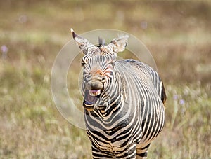 Laughing Zebra