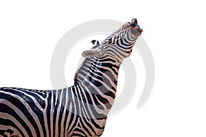 Laughing zebra isolated