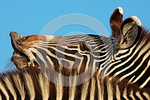Laughing zebra portrait
