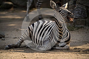 Laughing zebra in zoo park