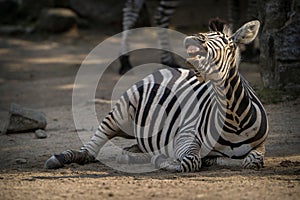 Laughing zebra in zoo park