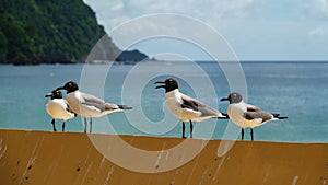Lauging gulls at Castara Beach on the Caribean Island Tobago photo