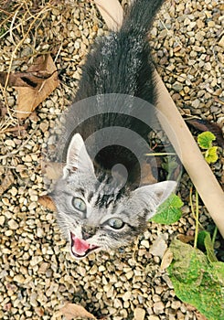 Laugthing cat ,cheschire cat photo