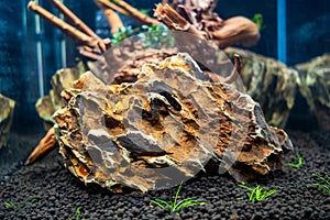 Launch of a new aquascaping with driftwood and dragonstone on soil with plants, freshwater aquarium