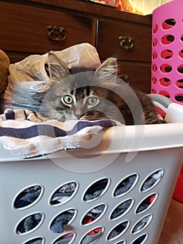 Laundry cat