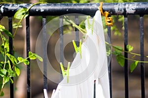 Laundry drying surrounded by plants