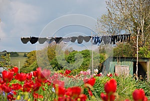 Laundry hanging in field