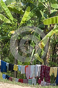 Laundry under banana trees