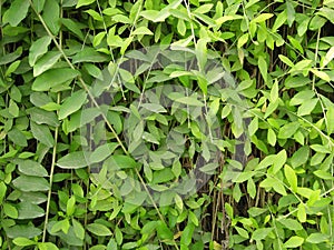 LAURAL HEDGING, /PRUNAS LAUROCERASUS,ELAEAGNUS X EBBINGEI HEDGE PLANTS