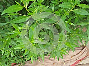 LAURAL HEDGING, /PRUNAS LAUROCERASUS,ELAEAGNUS X EBBINGEI HEDGE PLANTS