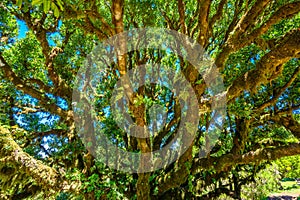 Laurasilva tree forest - Vereda of Fanal, PR13, Paul da Serra, Seixal - Madeira, Portugal photo