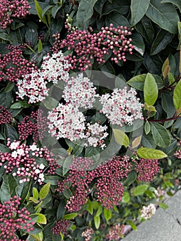 Laurastinus, Viburnum tinus in flowering