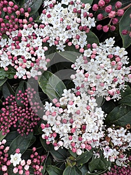 Laurastinus, Viburnum tinus in flowering