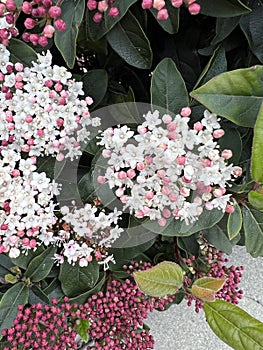 Laurastinus, Viburnum tinus in flowering