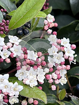 Laurastinus, Viburnum tinus in flowering