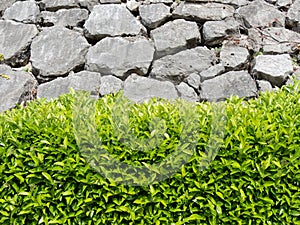 Laureestine or wild laurel or viburnum lucidum plants hedge near large stones retaining wall