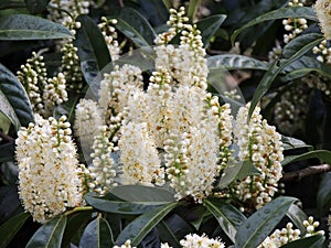 Laurel Cherry, Prunus laurocerasus, during flowering