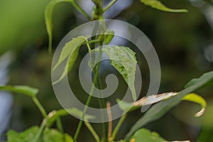 Laurel clockvine , Blue trumphet vine Close up