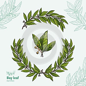 Laurel Bay leaf vector collection