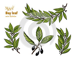 Laurel Bay leaf twig and fruit vector collection