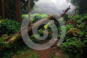 Amazing subtropical deep forest close to PoÃÂ§o da Alagoinha in a foggy day photo