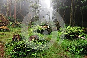 Amazing subtropical deep forest close to PoÃÂ§o da Alagoinha in a foggy day photo