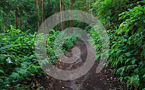 Subtropical forest of Sete cidades in Sao Miguel island photo