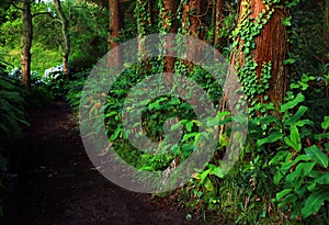 Subtropical forest of Sete cidades in Sao Miguel island photo