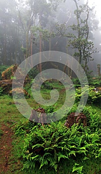 Amazing subtropical deep forest close to PoÃÂ§o da Alagoinha in a foggy day photo