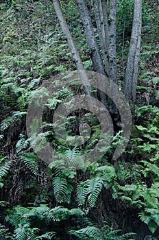 Laurel forest in Cubo de La Galga photo