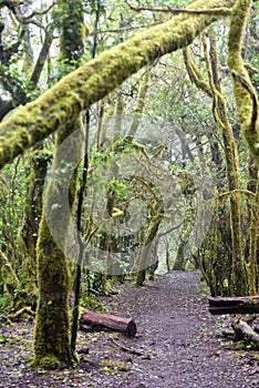 Laurel forest, La Gomera Spain