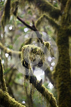 Laurel forest, La Gomera Spain