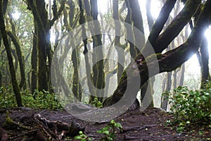 Laurel forest, La Gomera Spain