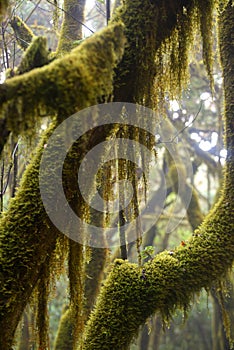 Laurel forest, La Gomera Spain