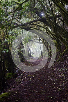 Laurel forest, La Gomera Spain