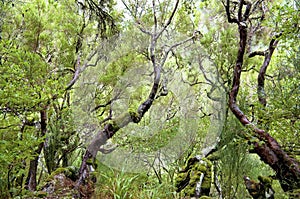Laurel forest on Madeira