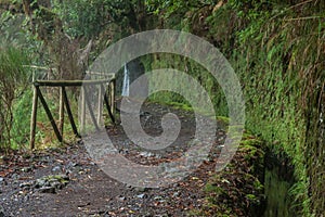 Laurel forest on Madeira