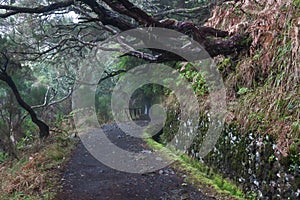 Laurel forest on Madeira