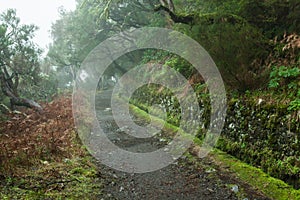 Laurel forest on Madeira