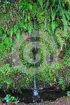 Laurel forest on Madeira