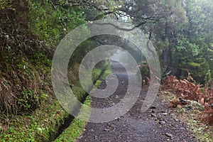 Laurel forest on Madeira