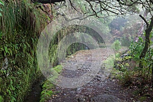 Laurel forest on Madeira