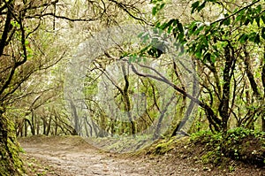 Laurel forest photo
